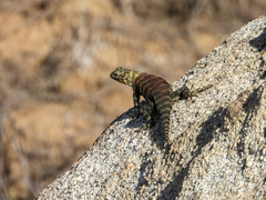 Sceloporus orcutti