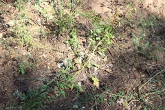 Blitum virgatum