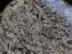 Platycryptus arizonensis