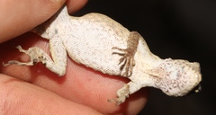 Anolis cusuco