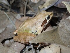 Rana ornativentris