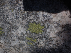 Rhizocarpon