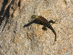 Sceloporus orcutti