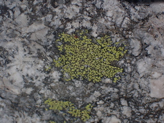 Rhizocarpon