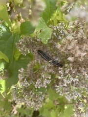 Spodoptera latifascia