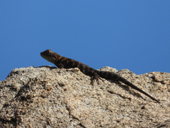 Sceloporus orcutti