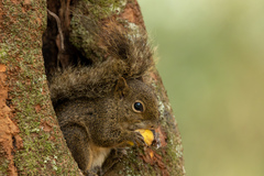 Sciurus aestuans