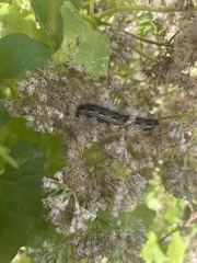 Spodoptera latifascia
