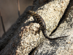 Sceloporus orcutti
