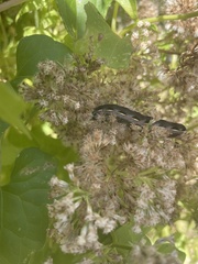 Spodoptera latifascia