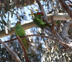 Glossopsitta concinna