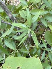 Vallesia glabra