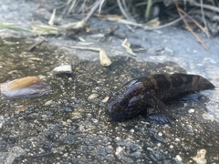 Bathygobius soporator