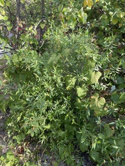 Vallesia glabra