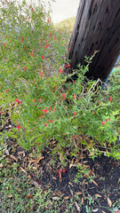Anisacanthus quadrifidus