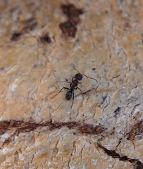 Anonychomyrma