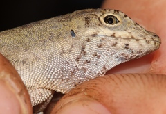 Anolis cusuco