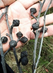 Eucalyptus macrorhyncha cannonii