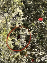 Himatione sanguinea