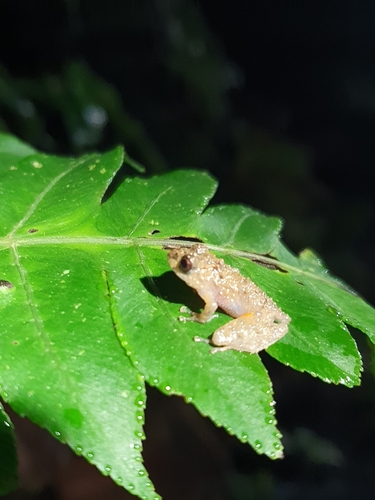 Santa Cecilia Robber Frog