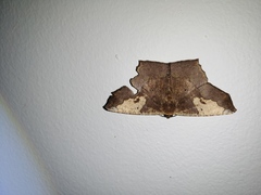 Paragonia cruraria