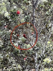 Himatione sanguinea
