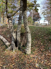 Cryptococcus fagisuga