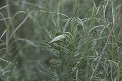 Gnorimoschema octomaculella