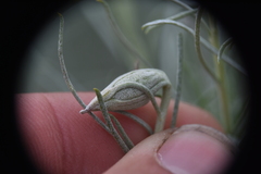 Gnorimoschema octomaculella