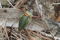 Lluciapomaresius anapaulae