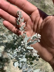 Atriplex lentiformis