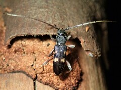 Phoracantha punctata