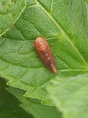 Speudotettix subfusculus