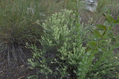 Tetradymia canescens