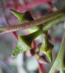 Eucalyptus macrorhyncha cannonii