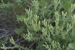 Tetradymia canescens