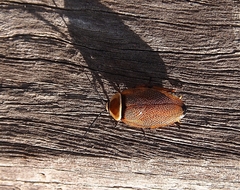 Ellipsidion humerale