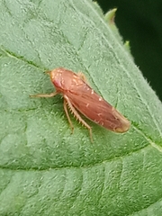 Speudotettix subfusculus