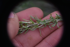 Tetradymia canescens