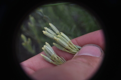 Tetradymia canescens
