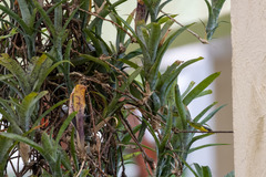 Chironius bicarinatus