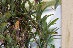 Chironius bicarinatus