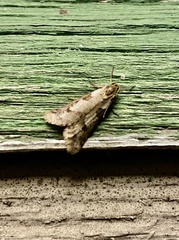 Exapate congelatella