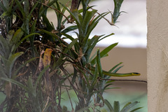 Chironius bicarinatus