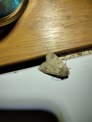 Ammoconia caecimacula