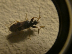 Pseudopamera nitidula