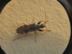 Pseudopamera nitidula