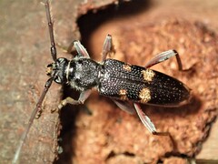 Phoracantha punctata