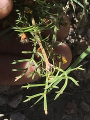 Dyssodia papposa