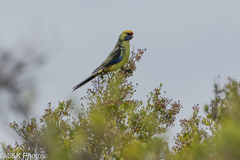 Platycercus caledonicus